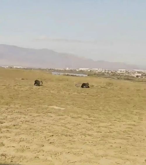️В Туве усилены меры безопасности из-за участившихся сообщений о медведях