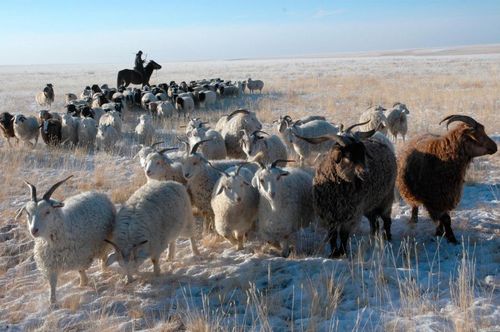В животноводческих хозяйствах Тувы началась зимовка скота