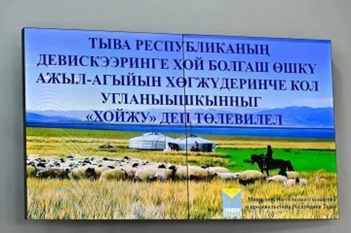 В Туве разрабатывается проект «Хойжу» (Овцевод) по поддержке овцеводства и козоводства