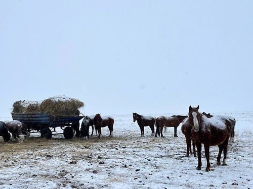 Благоприятные погодные условия способствуют стабильной зимовке скота