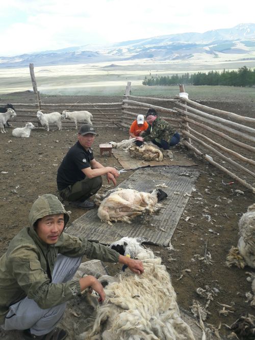 Объявлен  приём заявок на субсидирование части затрат на производство и реализацию овечьей шерсти