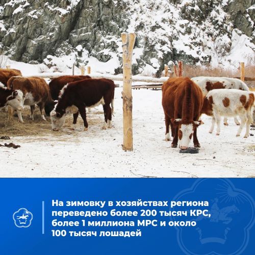 В Минсельхозпроде Тувы до окончания зимовки скота будет работать специальный штаб