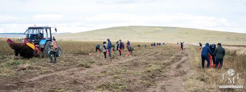 В Тандинском районе идет сбор урожая картофеля, который будет роздан семьям бойцов СВО