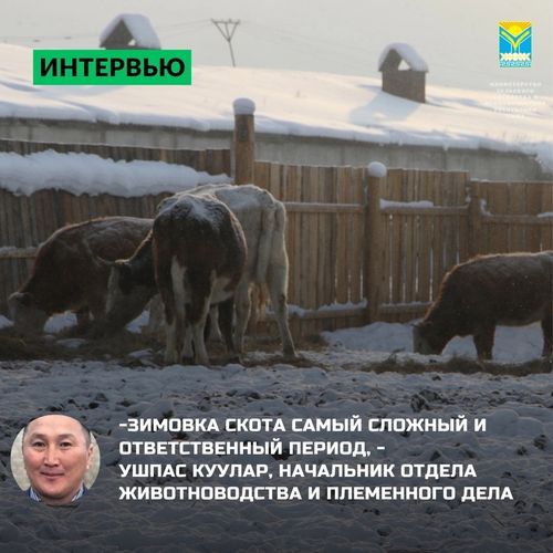 В животноводческих хозяйствах приступили к зимовке скота