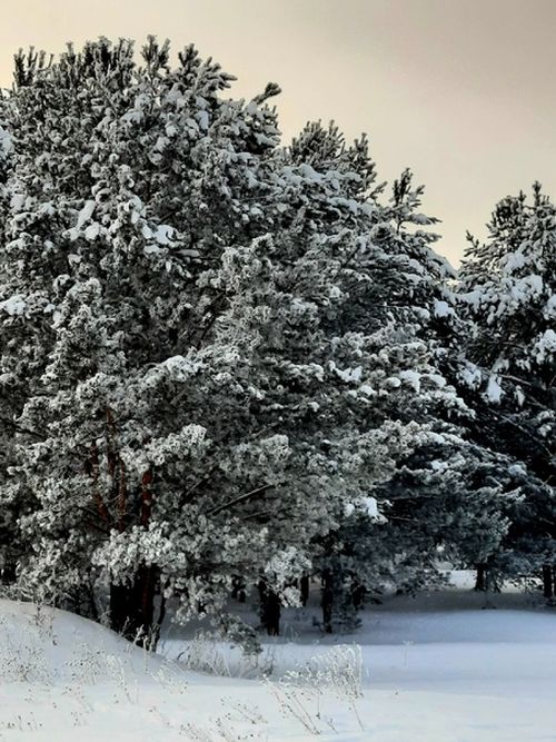 Февраль – красавец