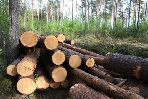 Уголовное наказание за незаконную рубку деревьев