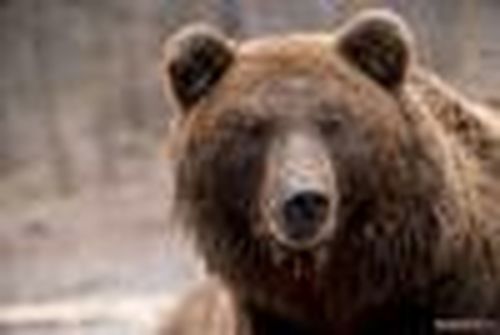 Обходите косолапых стороной
