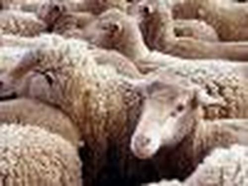 Поголовье выросло в полтора раза