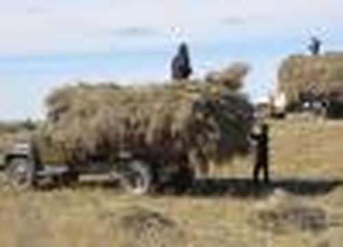 Заготовить сено впрок