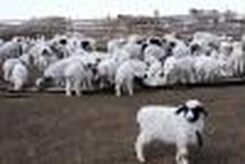 В Туве получили 571 тысячу ягнят и козлят