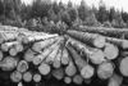 …И древесина по 100 рублей за «куб»