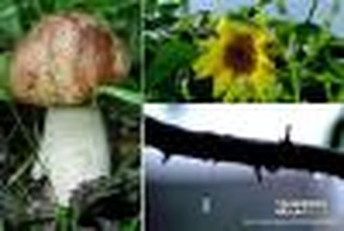 Приметы осени
